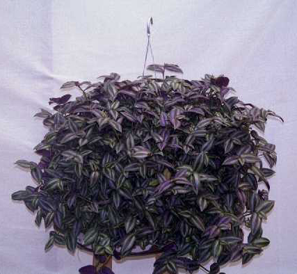 wandering jew